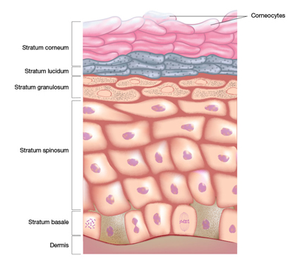 epidermis-illustration-no-header_425x379