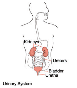 urinary-system-urostomy-ostomy-illustration